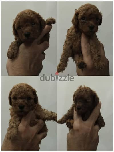 Pomeranian  ((( Teacup ))  Available Now in Egypt بومرينيان  &  poodle