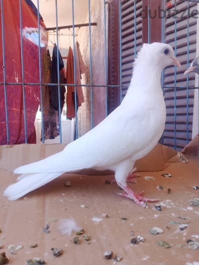 زغاليل للبيع مشافوش جو