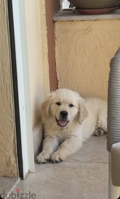 golden retriever dog
