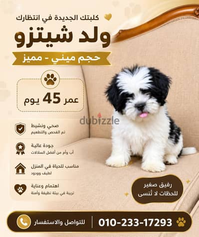 شيتزو