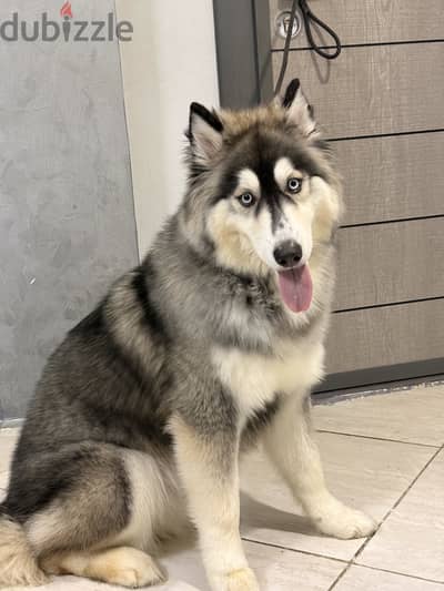 Russian Husky