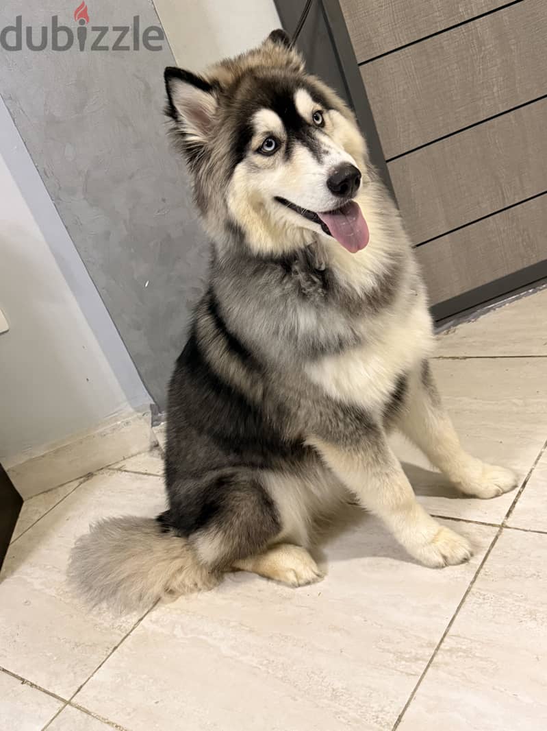 Russian Husky 1