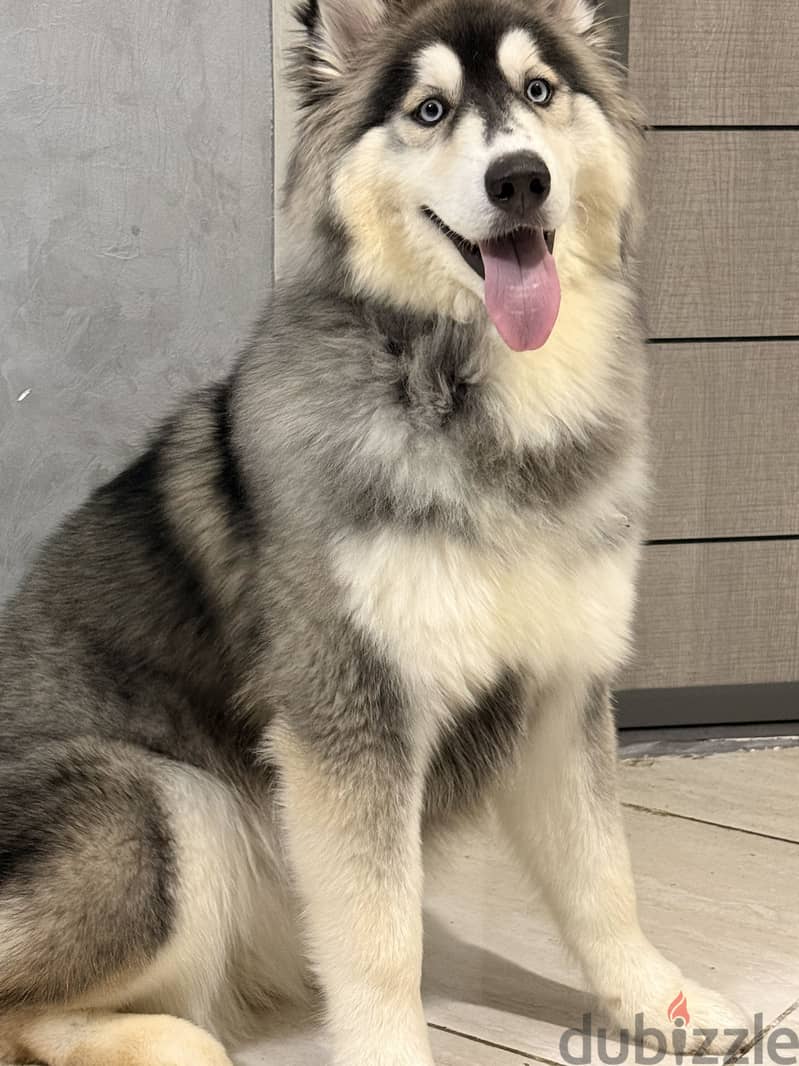Russian Husky 2