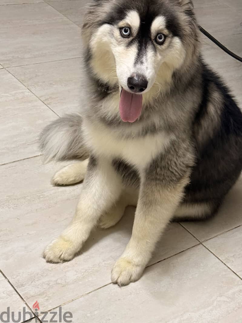 Russian Husky 3