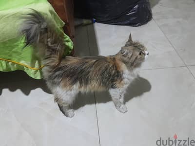 قطة للبيع