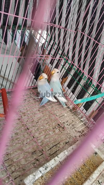اقص روز سينامون اوبلاين