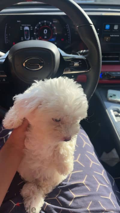 Maltese puppy