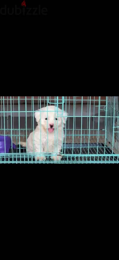 Maltese puppy