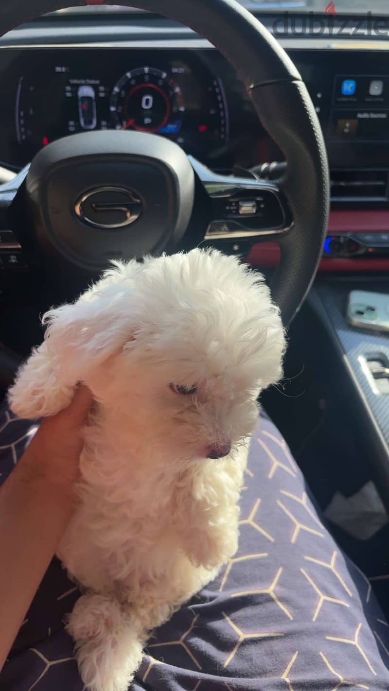 Maltese puppy 1