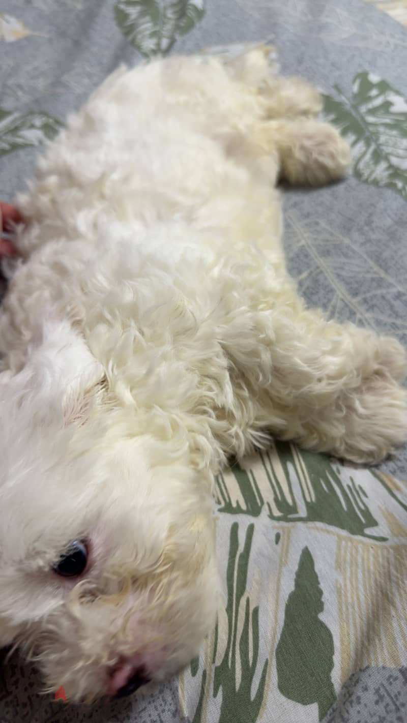 Maltese puppy 2