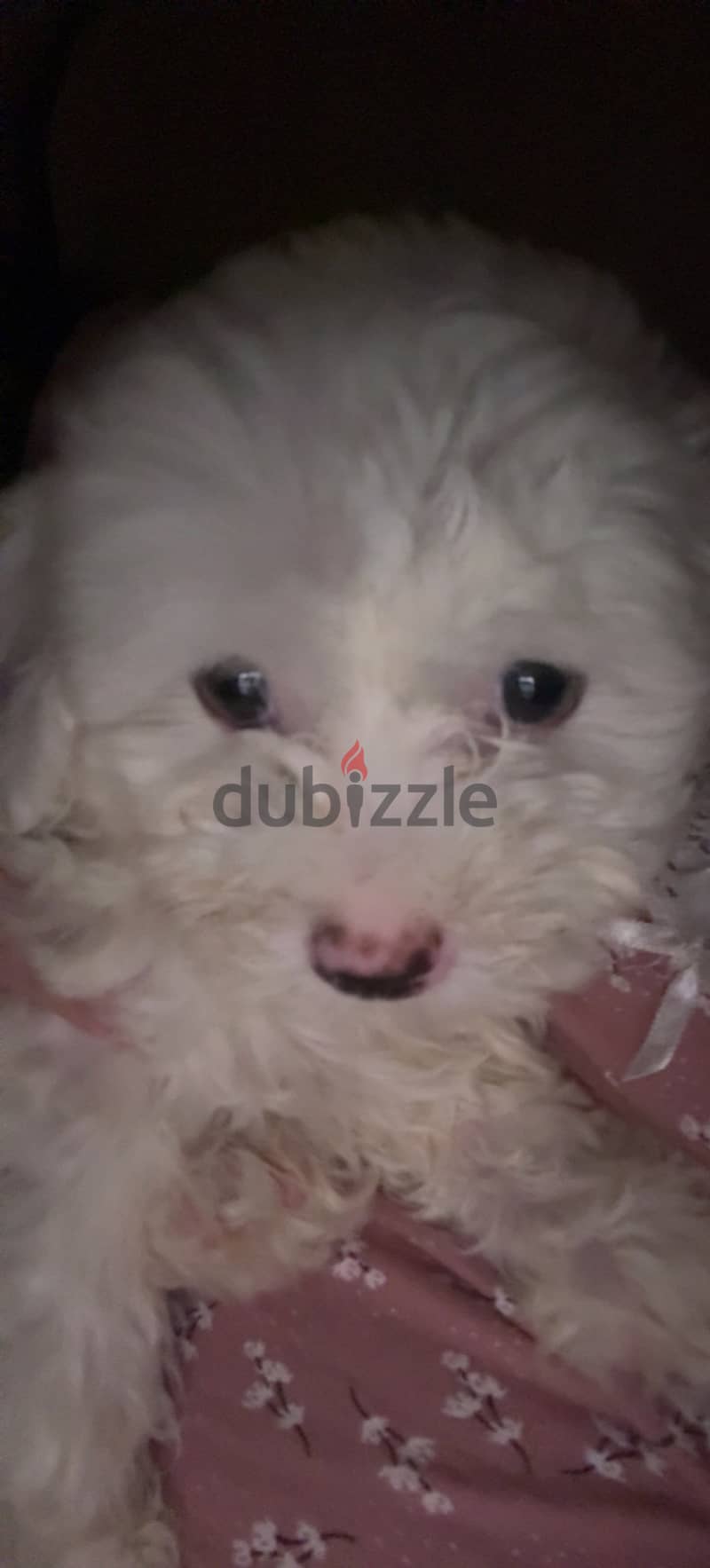 Maltese puppy 3