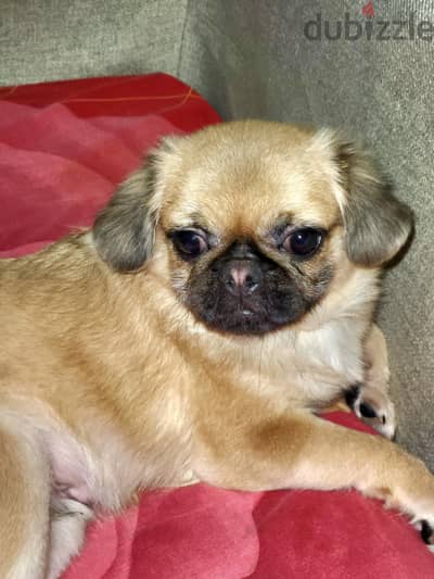 اجمل جرو pug