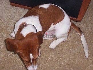 Dashing Dachshund Puppies 2