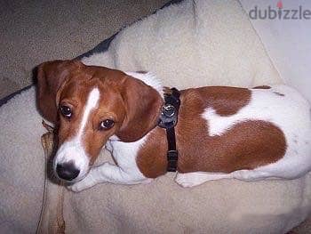 Dashing Dachshund Puppies 3
