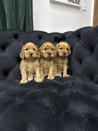 Cocker spaniel كوكر اسبانيول