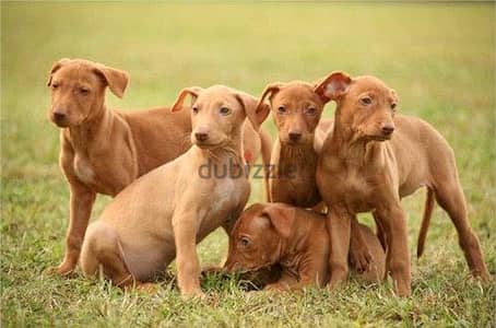 pharaoh hound puppies