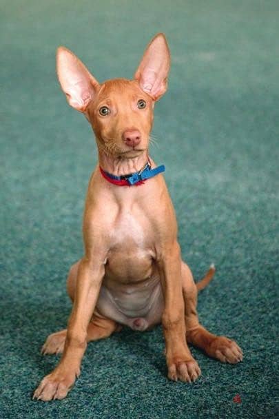 pharaoh hound puppies 1