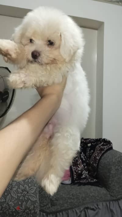 Two-month-old Maltese puppy, playful, mischievous and very beautiful