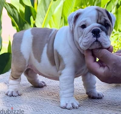 Male English bulldog 60 days old top quality for reservation imported