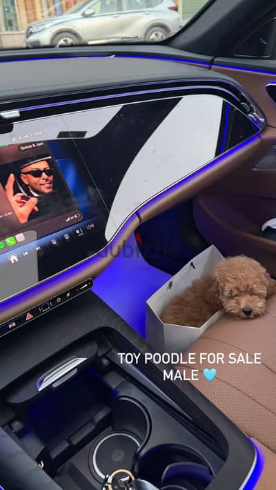 Toy poodle