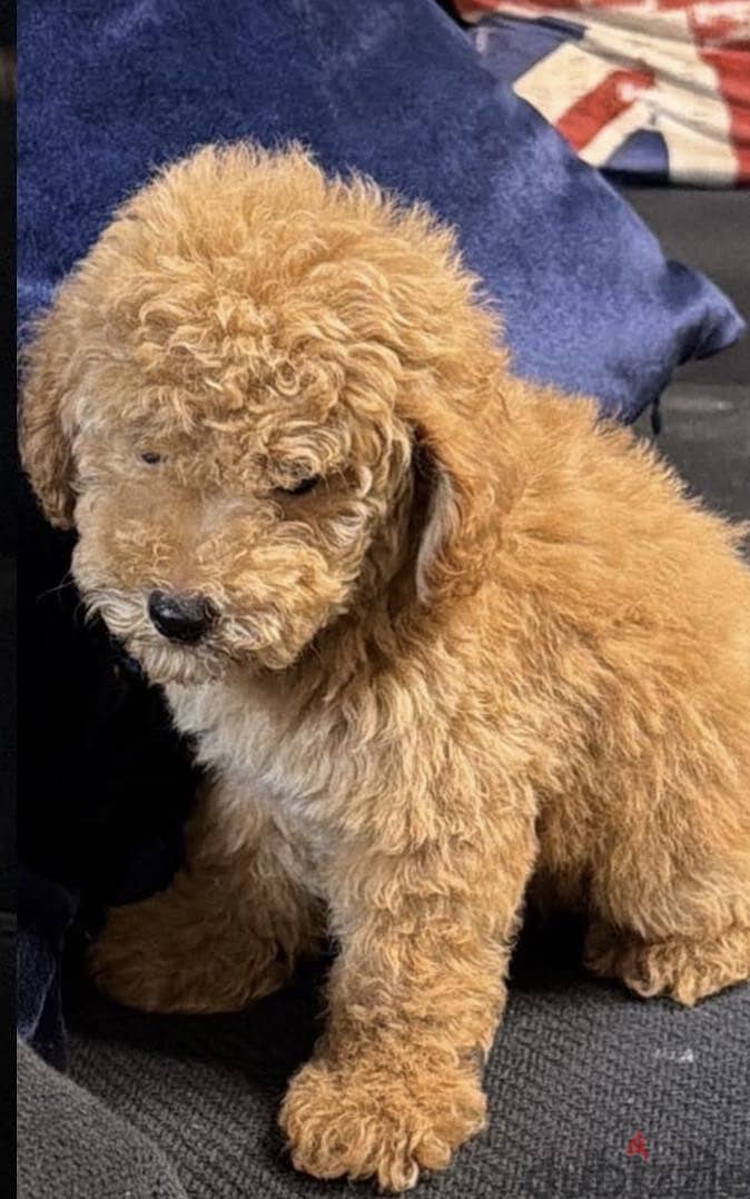 Toy poodle 1