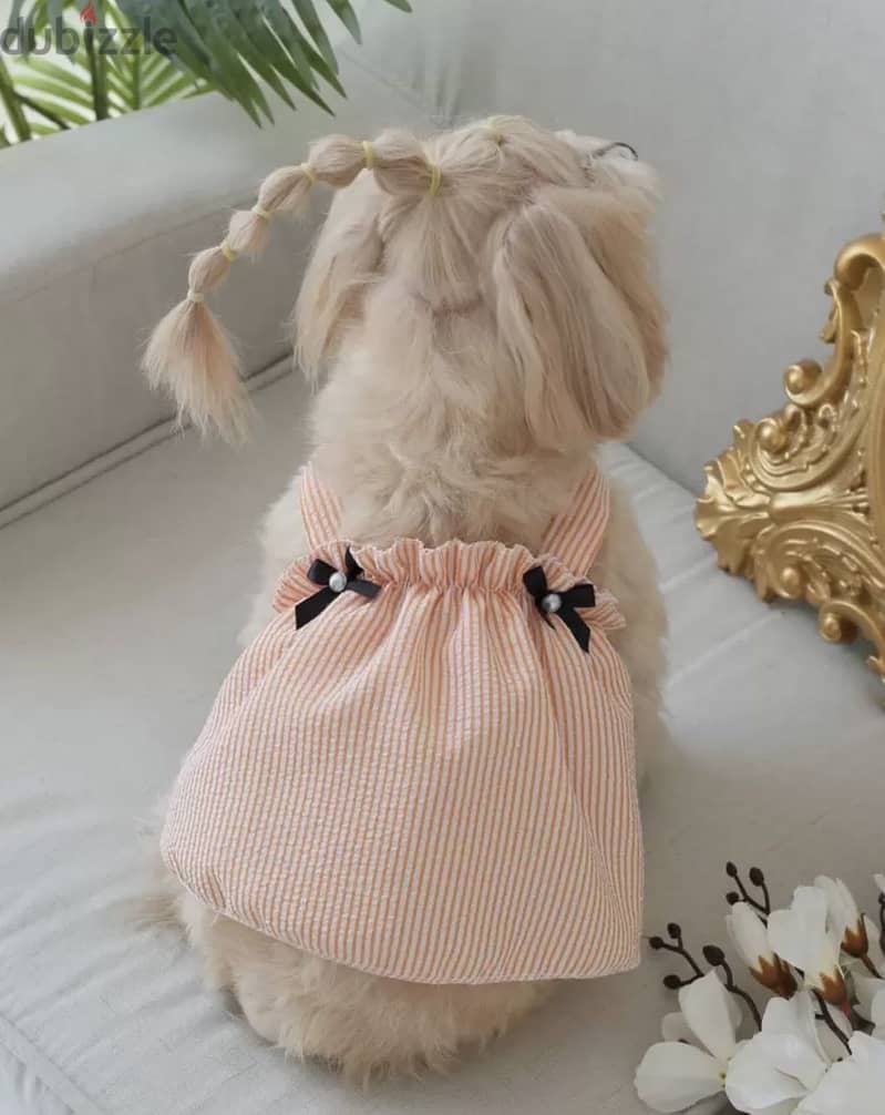 Tee dog 2