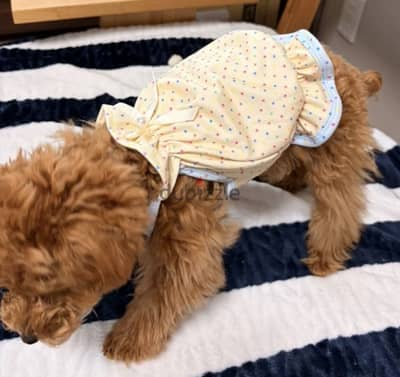 Tee dog