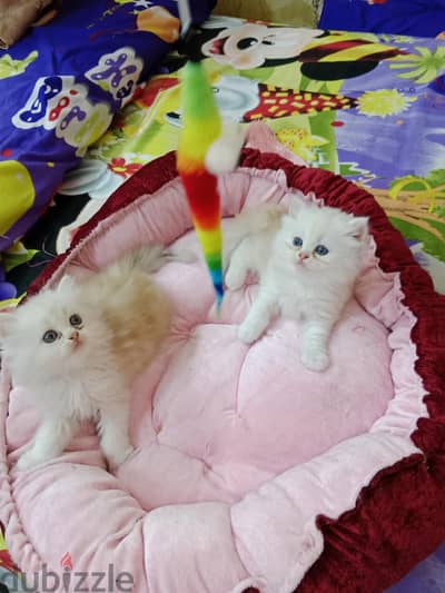 قطط هاف بيكي بيور أطراف قصيره جدا