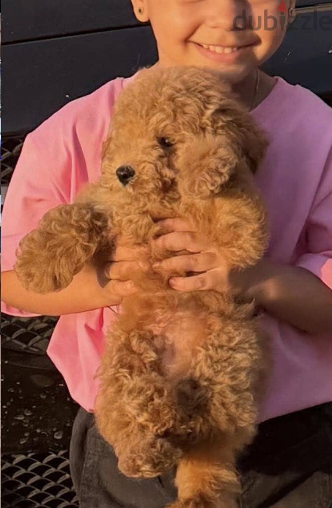 Toy poodle 2