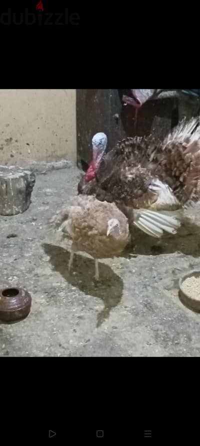 رومى تركى