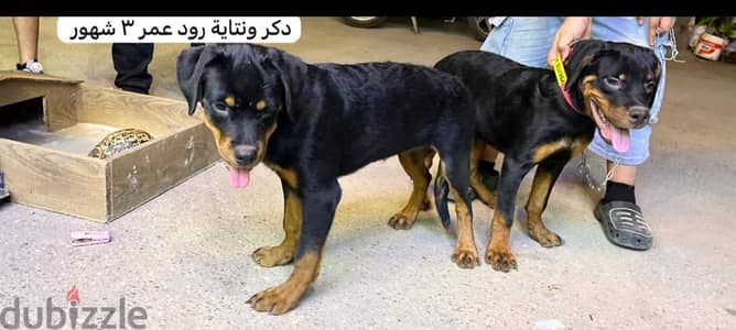 جرو  روت وايلر انثى