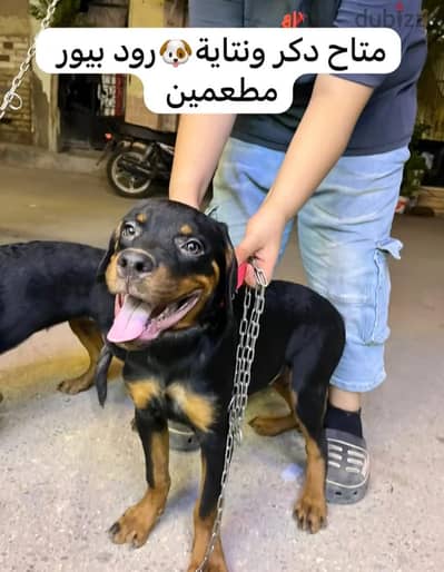 للبيع كلب روت وايلر 01001045623