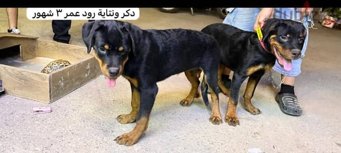 للبيع كلب روت وايلر 01001045623