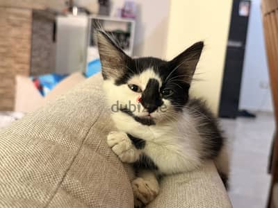 Cat for Adoption