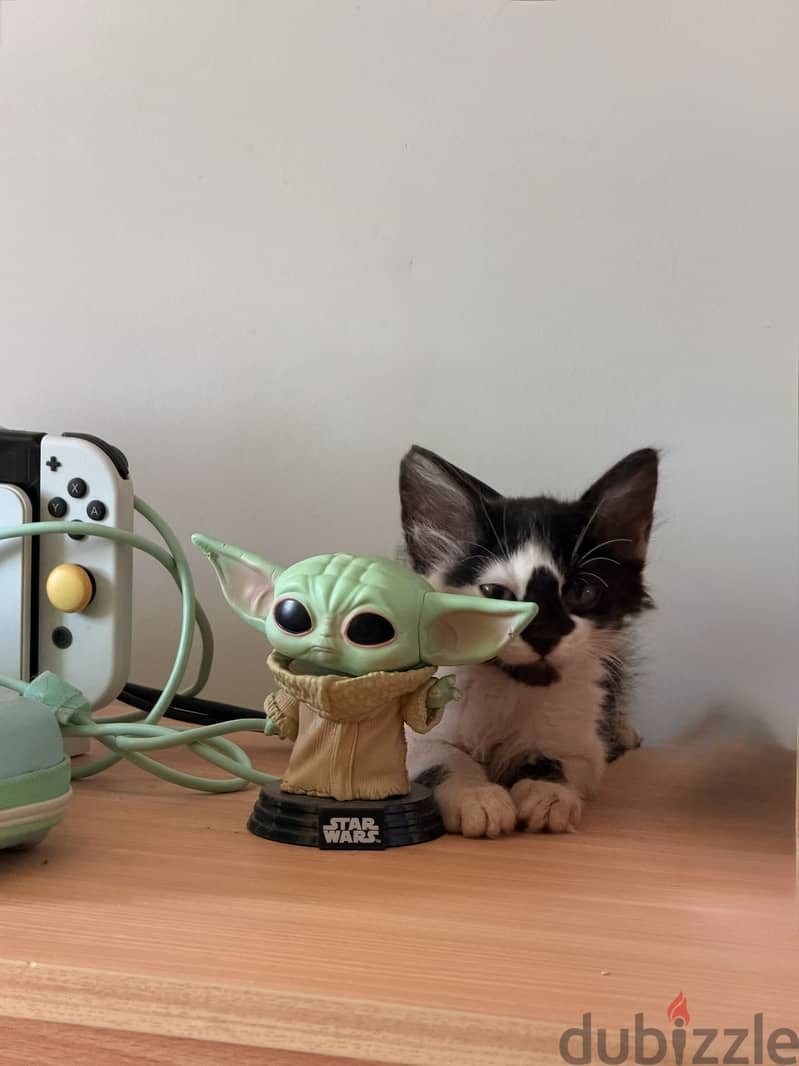 Cat for Adoption 1
