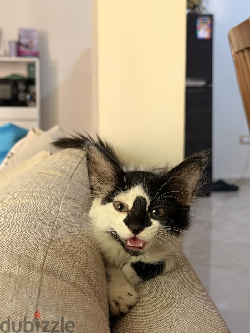 Cat for Adoption 2