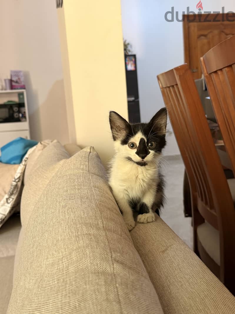 Cat for Adoption 3