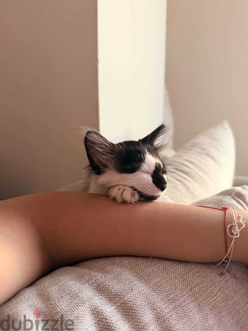 Cat for Adoption 4