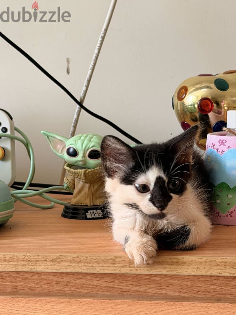 Cat for Adoption 5