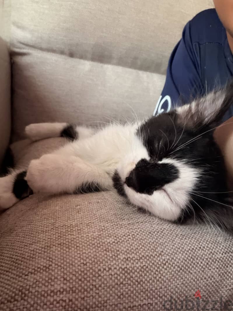 Cat for Adoption 6