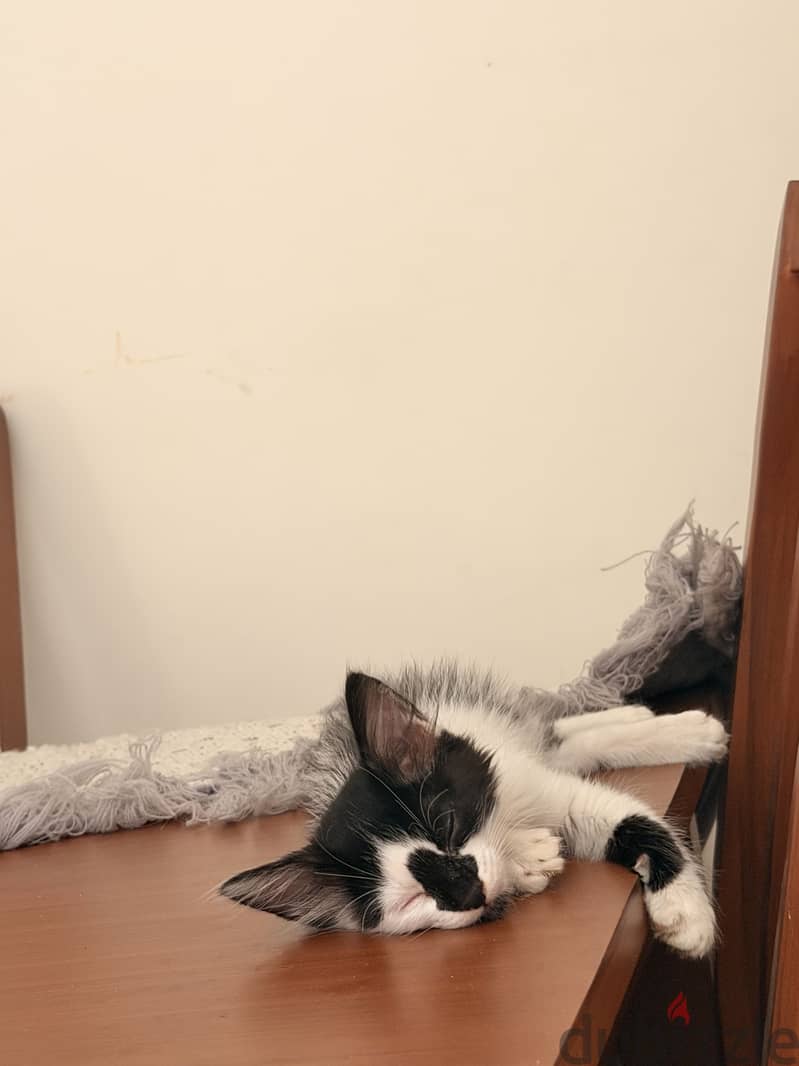 Cat for Adoption 7