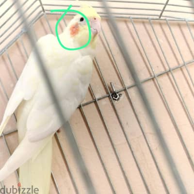 نتايه بريال اشتغلت ٣ عشوش