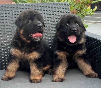 German shepherd puppy male female جراوي جيرمن شيبرد ذكر ولد انثي جيرما