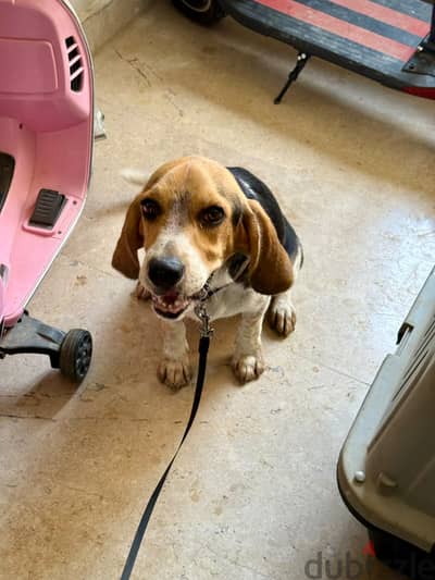 Pure beagle بيجل