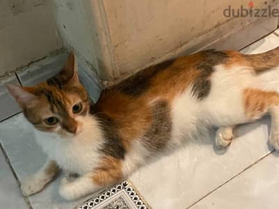 قطه جميلة جدا للتبني