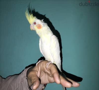 كوتيل  لاتينى مدرب شوية