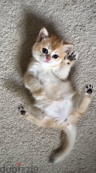 Elite Gold British Shorthair Kittens