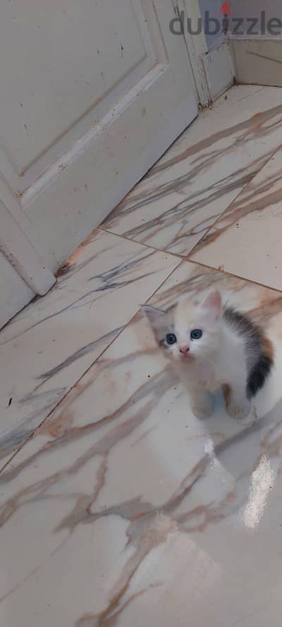 قطط شيرازي بيور