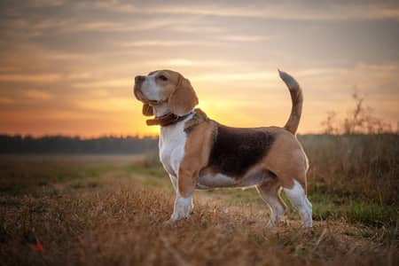 ذكر بيجل بيوووووور وارد الخارج Beagle