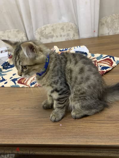 Male cat Male cat